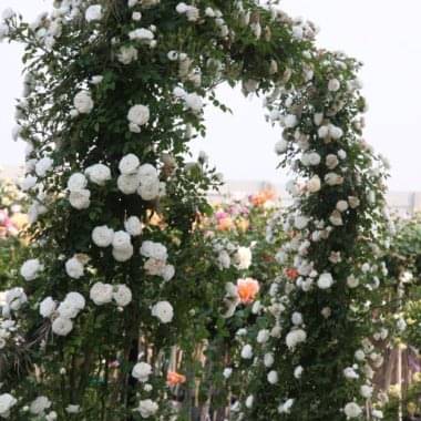 Buy Roses Online Sa S No 1 Rose Supplier Ludwig S Roses