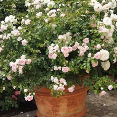 Buy Roses Online Sa S No 1 Rose Supplier Ludwig S Roses