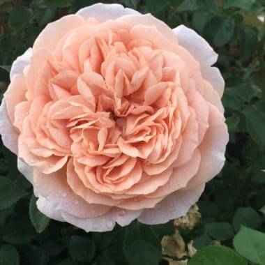 Buy Roses Online Sa S No 1 Rose Supplier Ludwig S Roses