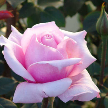 Buy Roses Online Sa S No 1 Rose Supplier Ludwig S Roses