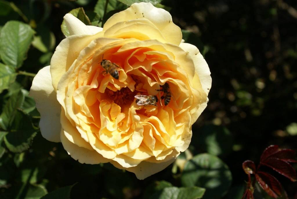 Use roses as bee magnets for your veggie garden 2