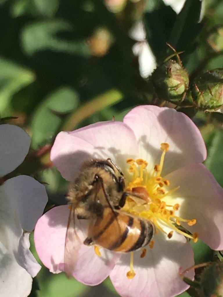 Use roses as bee magnets for your veggie garden 3
