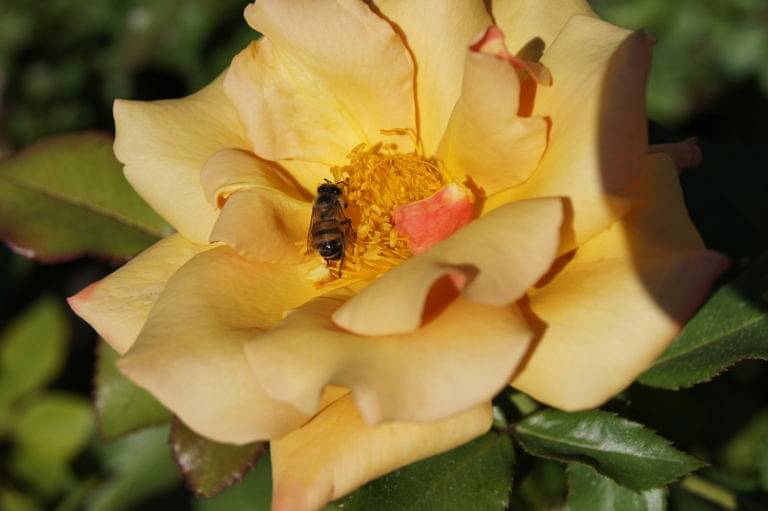 Use roses as bee magnets for your veggie garden 5