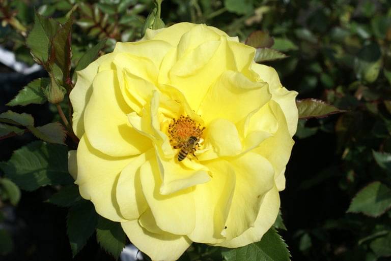 Use roses as bee magnets for your veggie garden 4