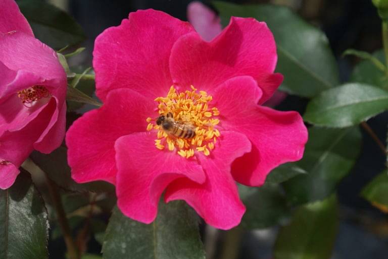 Use roses as bee magnets for your veggie garden 6