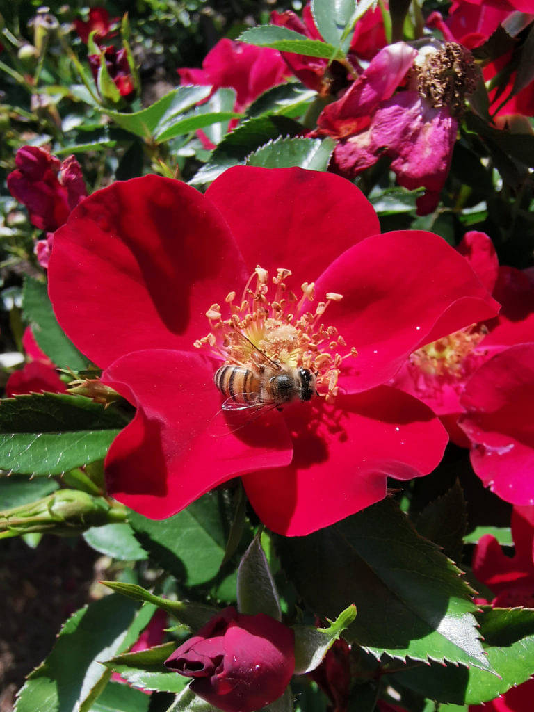 Use roses as bee magnets for your veggie garden 1