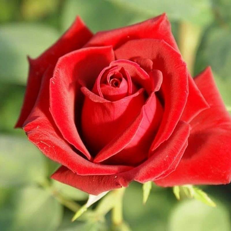 Belle Rouge Ludwig S Roses Belle Rouge Ludwig S Roses