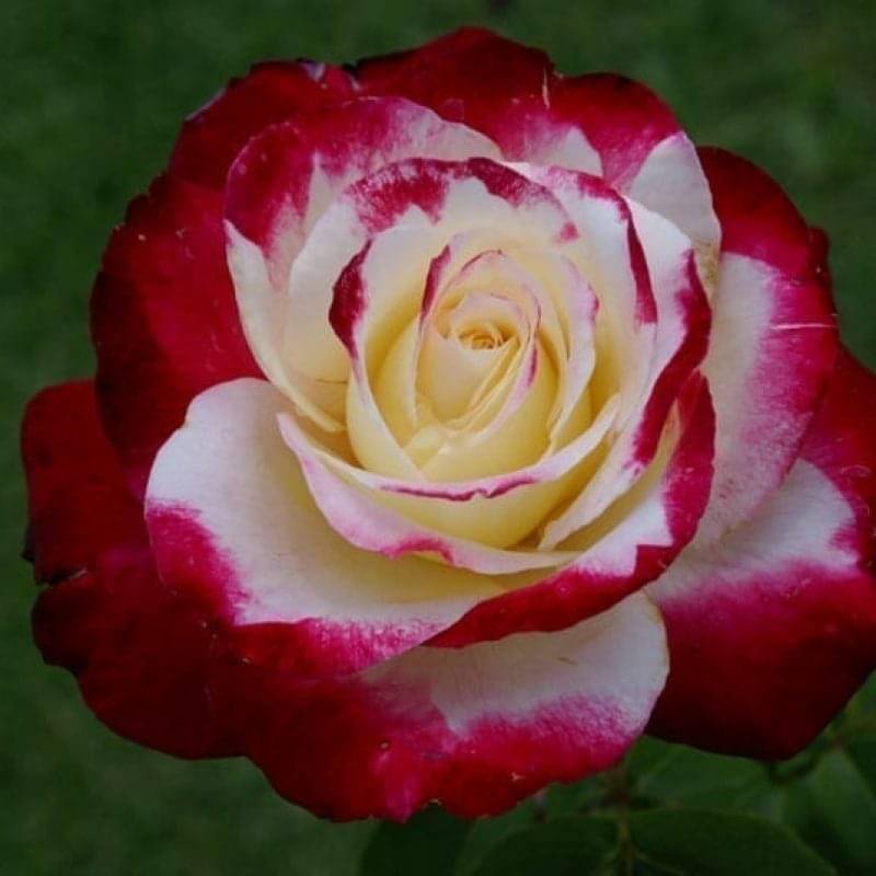 Standard Double Delight 90cm Ludwig S Roses