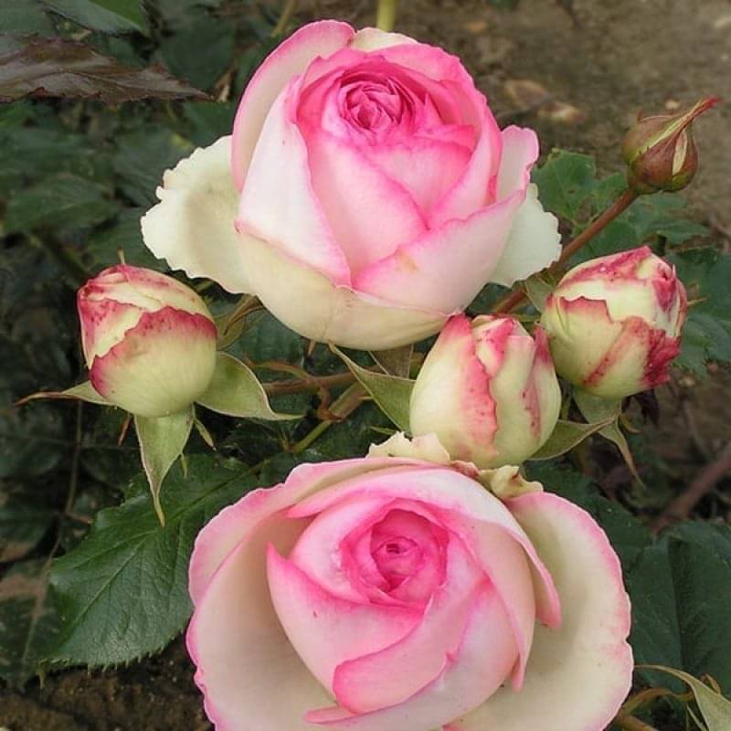 Eden Rose Ludwig S Roses
