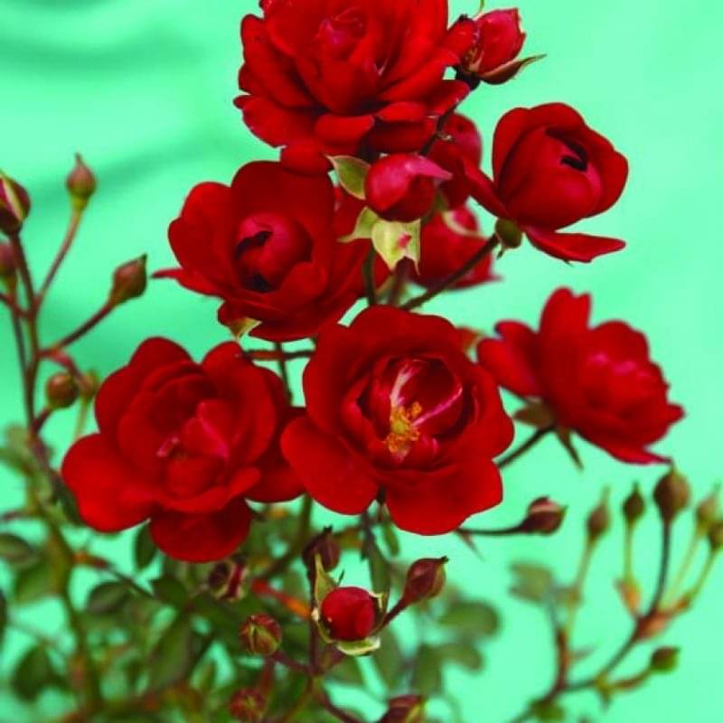 Fairy King Ludwig S Roses