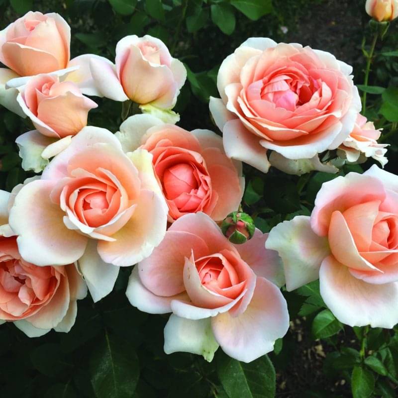 Just Joey Grandirosa Ludwig S Roses