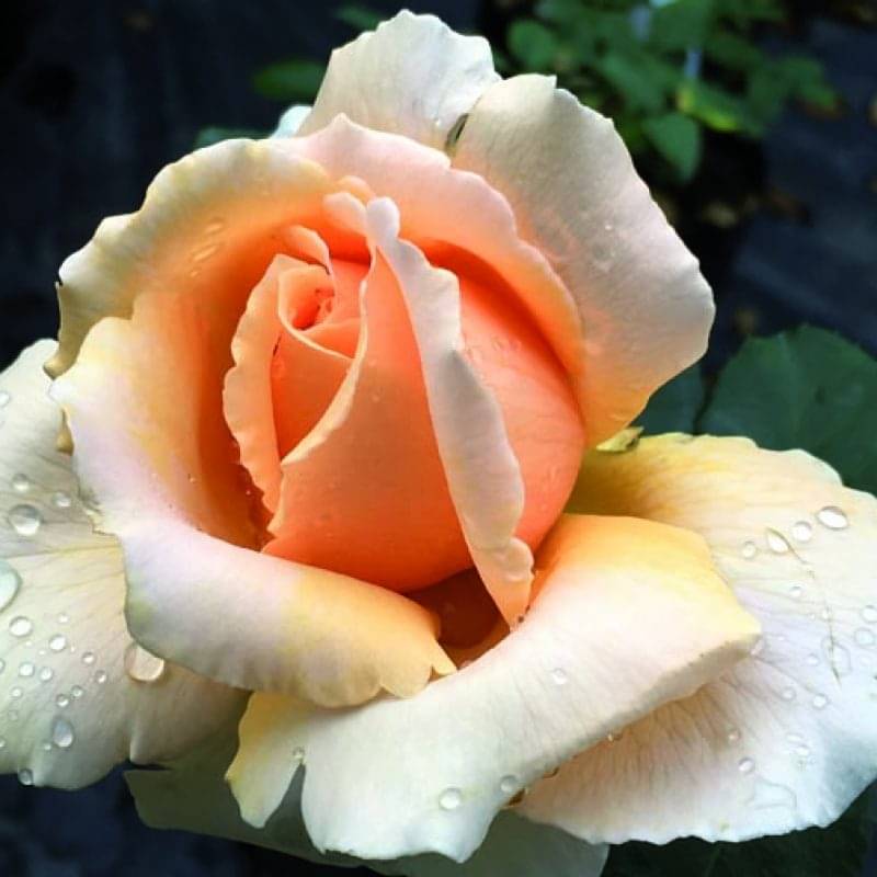 Just Joey Ludwig S Roses